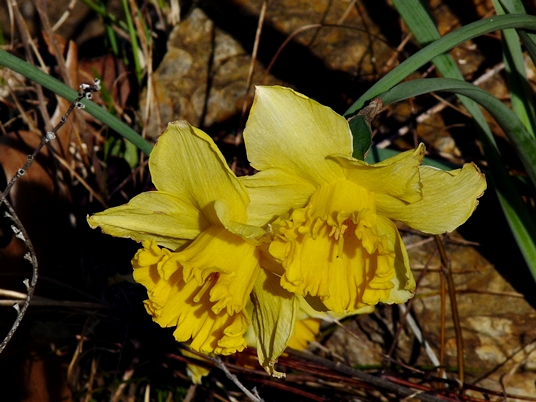 {Narcissus pseudonarcissus}